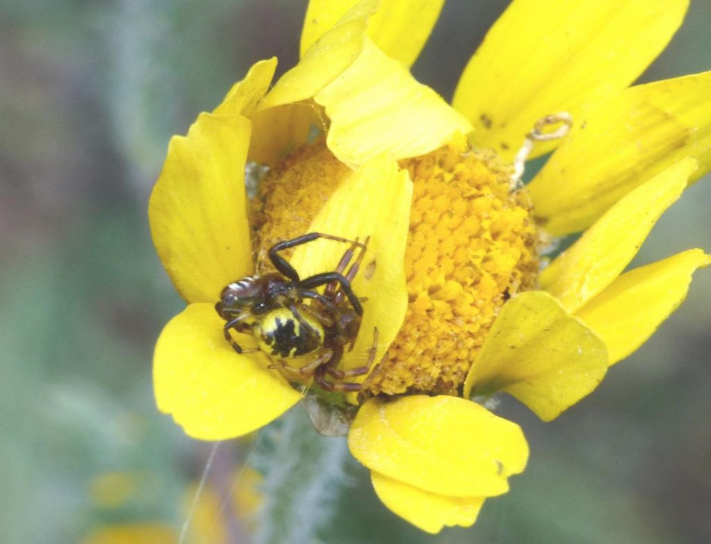 Synema globosum: accoppiamento